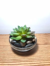 Simple and Sweet Succulent- Small Potted Succulent- Fake Succulent- Faux Succulent- Succulent Pot