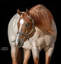 Renowned red roan western quarter horse stallion and million dollar sire.