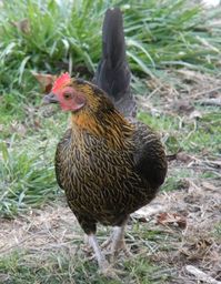 Black Bantam hen