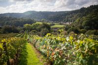 Parva Farm Vineyard nr. Tintern Vineyard tours. Award winning wines. Wine and mead tasting. Sales/gift shop /plant sales. Picnic area. Open all year round.