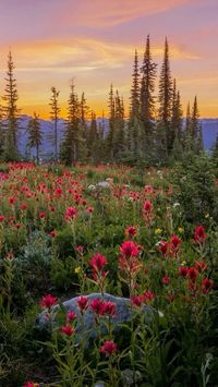 #forest #sunset #flowers