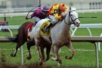 mare | USA | 2012 | by Devil His Due out of Spot of Beauty #thoroughbred #mare #dominantwhite #colouredthoroughbred #whitethoroughbred