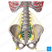 Sacral plexus (Plexus sacralis); Image: Yousun Koh