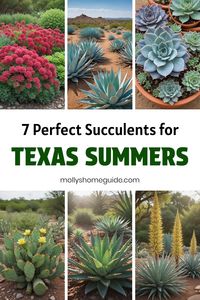 Discover a variety of succulents perfect for Texas gardens. From low-light options to outdoor hardy varieties, find the best succulents for Texas landscapes in Zones 7 and 8. Transform your garden with these top picks that thrive in the unique climate of Texas. Explore different types of succulents that will add beauty and charm to your outdoor space, creating a stunning display of drought-tolerant plants.