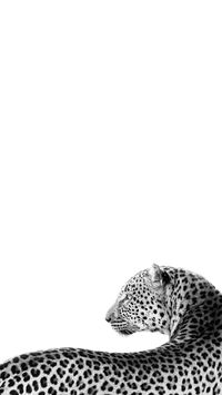 #leopard #wallpaper #background #aestheticwallpaper #aesthetic