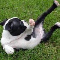 5 Human Behaviors Boston Terriers Can’t Stand – Boston Terrier Society