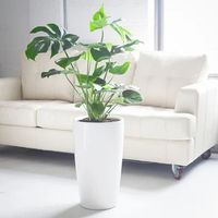 Monstera Deliciosa | Rondo White Planter | My City Plants