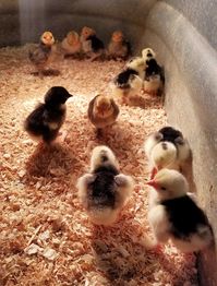 When Can Baby Chicks Move from the Incubator to the Brooder? - Fresh Eggs Daily®