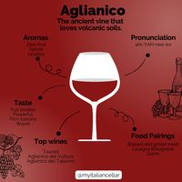 A comprehensive guide to Aglianico: the ancient vine that loves volcanic soils.