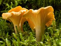 chanterelle mushrooms