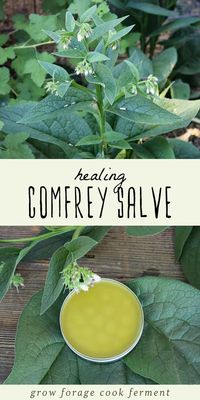 Learn how to make your own homemade healing comfrey salve. Comfrey has many medicinal benefits and is excellent for helping to heal minor wounds. This homemade comfrey salve helps to heal minor wounds fast!