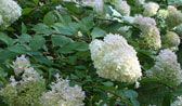 Name: Panicle hydrangea (Hydrangea paniculata and cvs.)  USDA Hardiness Zones: 4 to 8  Size: 12 to 20 feet tall and wide  Conditions: Full sun to partial shade; well-drained soil. Drought performance: These shrubs bloomed despite the extreme heat we experienced in 2007. We were amazed that they not only retained all their leaves but also held those leaves fresh and turgid. It seems that the only soil these hardy shrubs will not tolerate is one that is soggy.