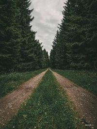 To download this preset for FREE navigate to my 'free Lightroom preset' board in my profile. #Lightroom #preset #free preset #Lightroom CC #Moodygreen #forest #aesthetic #adobe