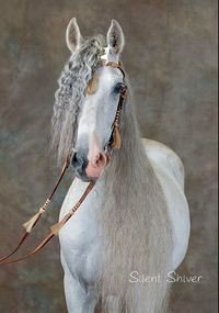 Beautiful gray horse in fancy tack, “Eye Candy.” (Silent Shiver Photography)