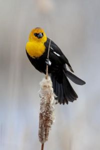 size: 12x8in Photographic Print: Yellowstone National Park, yellow-headed blackbird perched on a reed. by Ellen Goff :