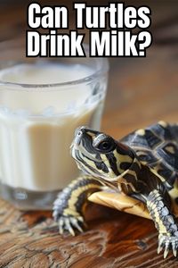 Can turtles drink milk? Join us as we explore the dietary needs of turtles and why milk may not be suitable. Discover healthier feeding options that ensure your turtle's well-being. Learn more about proper turtle nutrition.