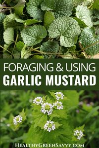 Garlic mustard is an invasive plant you can help to control by using it in your kitchen. It's very tasty and easy to find. Here's what to know about foraging and using garlic mustard, plus recipes! #foraging #garlicmustard | edible wild plants | foraging guides | foraging tips | garlic mustard recipes | invasive plants |