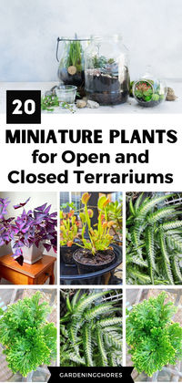 Dive into the world of miniature wonders! Discover 20 types of plants tailor-made for both open and closed terrariums. Your guide to creating a captivating green haven awaits – click to explore now or save for later inspiration.