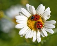 Completely beautiful photo taken by MollyBlobs found on Blipfoto! ♥ Ladybirds