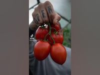 Ferment your tomato seeds to mimic nature’s process! #shorts #tomato #seeds - YouTube