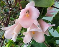 ARTE Y JARDINERÍA AGROCULTURA SOSTENIBLE: LAPAGERIA ROSEA