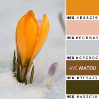 Flower Growing in the Snow Color Palette 369 -  Spring 2020, color palette, color palettes, colour palettes, color scheme, color inspiration, color combination, art tutorial, collage, digital art, canvas painting, wall art, home painting, photography, weddings by color, inspiration, vintage, wallpaper, background, rustic, seasonal, season, natural, nature