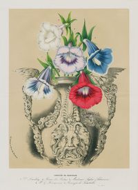 Gloxinia Varieties from Antique Flower Prints of Clematis, Gloxinia, Peony, Hydrangea