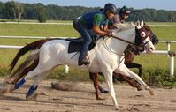 gelding | USA | 2014 | by Allamystique out of A La Moda #thoroughbred #gelding #dominantwhite #colouredthoroughbred #whitethoroughbred