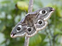 Emperor moth female