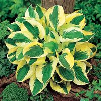 Large hosta bulbs - Etsy