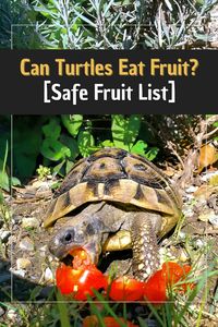 Can Turtles Eat Fruit? Discover safe options with our Turtle Feeding Chart. 🍓🐢 Explore if turtles can munch on strawberries and other fruits safely.