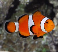 Ocellaris Clownfish