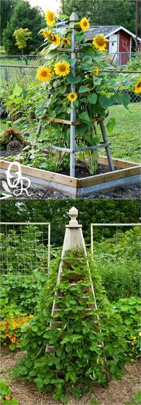 21 Easy DIY Garden Trellis Ideas & Vertical Growing Structures - A Piece Of Rainbow