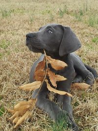 Blue Great Dane.