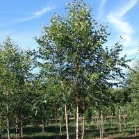 TR1580, TR1581, TR1582, Betula nigra, BNMTF Dura Heat, river birch, river birches, birch, birches, dura heat river birch, dura heat, dara heat, hura heet, river birches, river birch, large, fast growing, ornamental, accent. Windbreak, dense canopy, white flowers, drought tolerant, dry conditions, tree