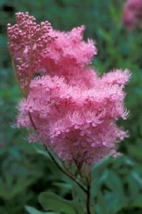 Queen Of The Prairie (Filipendula rubra)