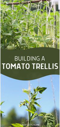 Dive into DIY garden projects with this comprehensive guide to building a tomato trellis. Offering step-by-step instructions, learn how to construct a sturdy and effective trellis that will provide the support tomato plants need to flourish. Perfect for those who love hands-on gardening, this guide makes building a tomato trellis a breeze.