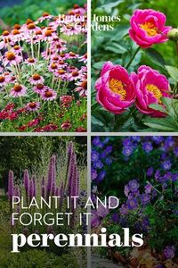 Add some flower power to your garden year after year with these tough-as-nails hardy perennials. Each of these plants can withstand freezing temperatures and other challenging weather conditions, then come back with beautiful blooms every year. #gardening #gardenideas #perennialtips #perennialflowers #perennialgarden #easytogrow #bhg