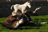 mare | USA | 2004 | by Airdrie Apache out of Buffina #thoroughbred #mare #dominantwhite #colouredthoroughbred #flashymarkings