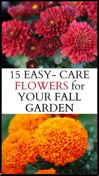 Fall doesn't have to mean the end of your garden's beauty! These 15 easy-care blooms will add color to your garden from the first chill to frost. Click to see which ones will thrive in your space!