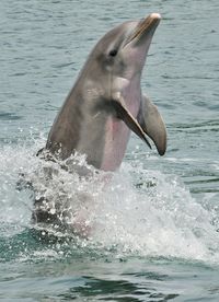 Bottlenose dolphin. Side view of bottlenose dolphin performing trick and breachi #Sponsored , #Advertisement, #Advertisement, #dolphin, #view, #trick, #Side