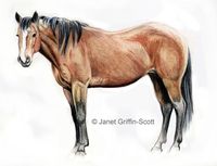 Horse Drawing in Colored Pencil: Drawing - Refining Detail