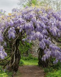 Wisteria blooming, California [OC] 1152 x 1440 : EarthPorn