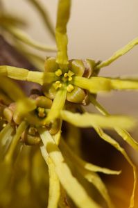 Witch hazel flowers