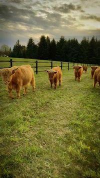 Scottish Highland Cows enjoying a nice stroll along side their RAMM Flex Fence. Thank you Copper Collar Farms for sharing with us!