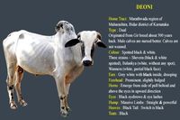 Desi breed Indian bull Deoni or Devani