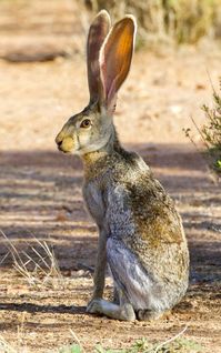 All legs and ears.