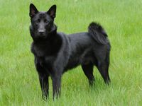 Norsk elghund sort / Noorse Elandhond Zwart / Norwegian Black Elkhound