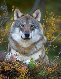 Eurasian wolf (Canis lupus lupus)