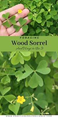 Foraging Wood Sorrel (& Ways to Use It)